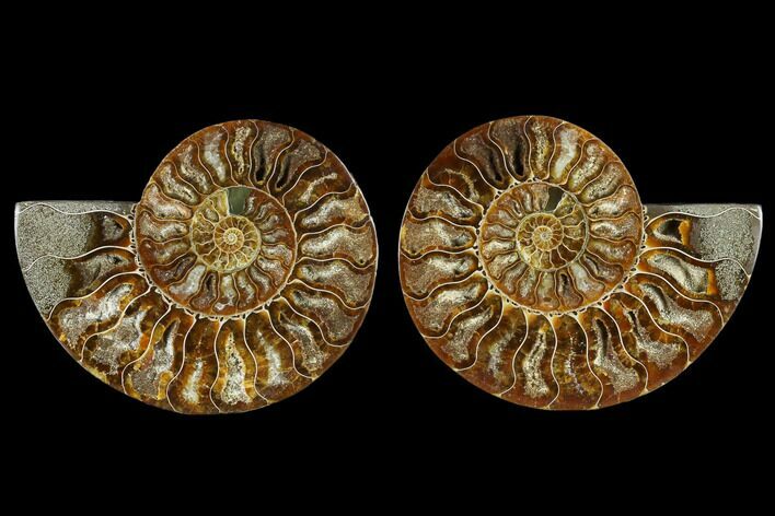 Sliced Ammonite Fossil - Crystal Lined Chambers #115319